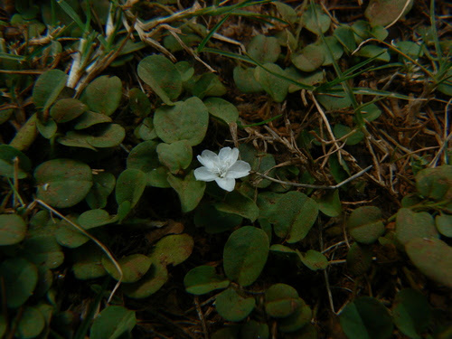 Evolvulus nummularius (L.) L.