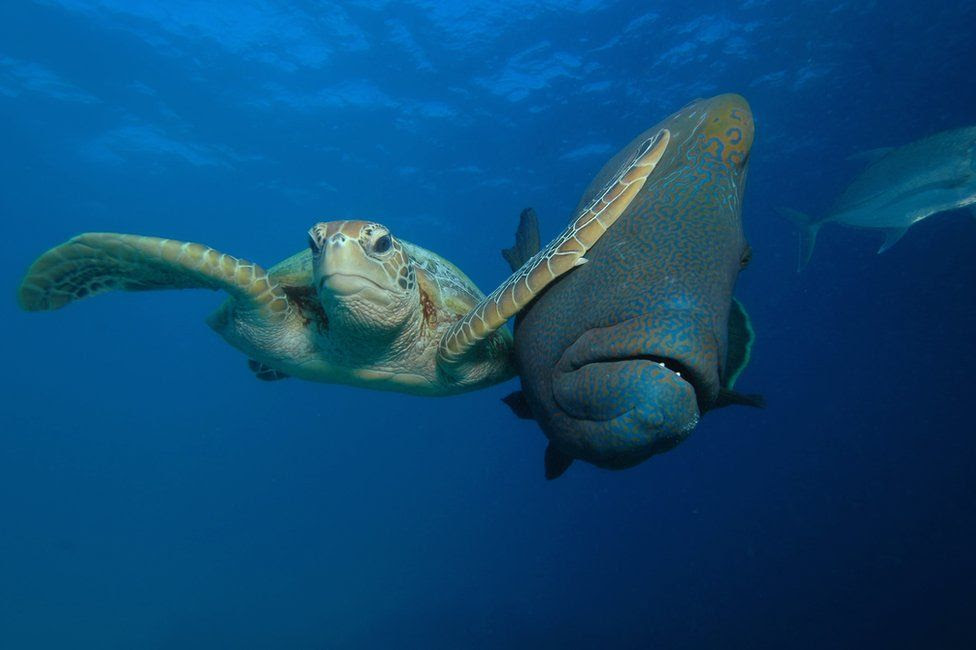 A turtle slapping a                                            fish in