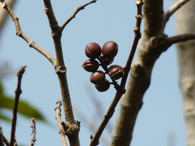 Petaar (Gujarati: પેટાર)