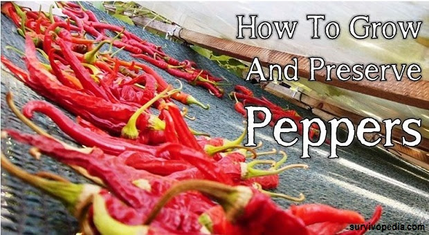 How To Grow and Preserve Peppers