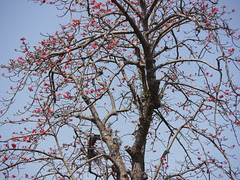 roktosimul (in Bengali)