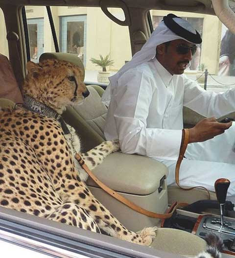 Thay vì nuôi chó mèo làm thú cưng thì báo đốm mới là con vật được giới nhà giàu ở Dubai chuộng nhất.
