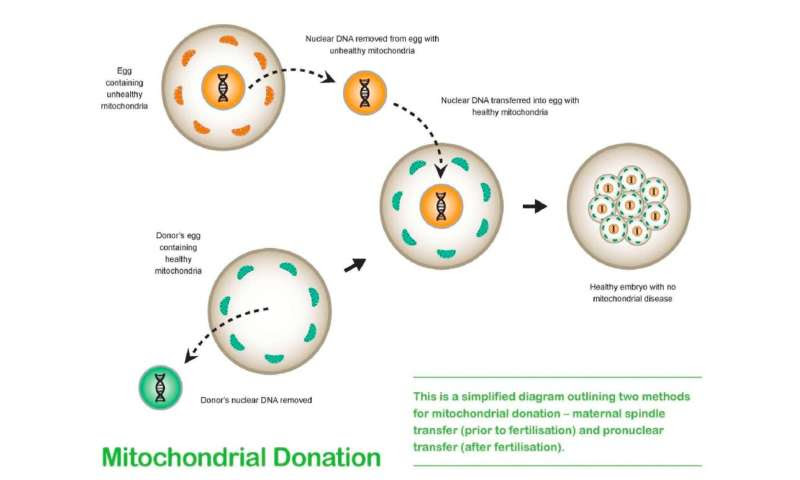 'Maeve's law' would let IVF parents access technology to prevent mitochondrial disease—ere's what the Senate is debating