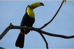 Bird Watching Tour in Monteverde