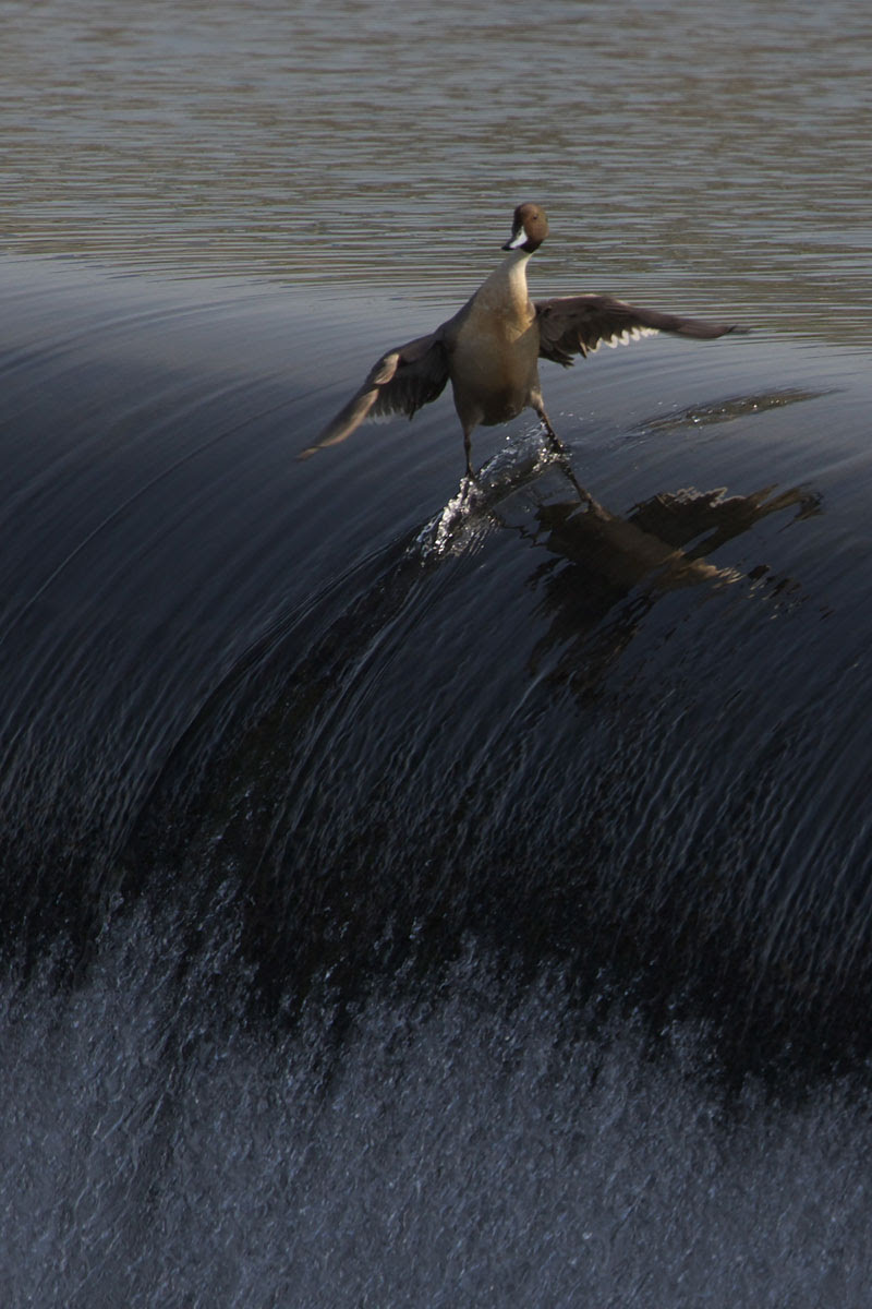 http://twistedsifter.com/2013/03/awesome-surfing-duck-is-awesome/