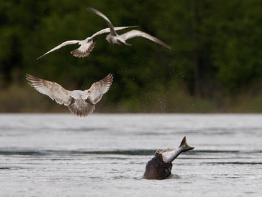 Sea lions may be killing more salmon than estimated, NOAA study says