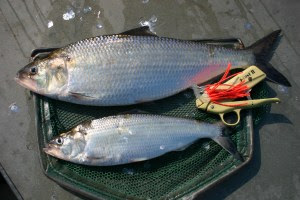 american shad