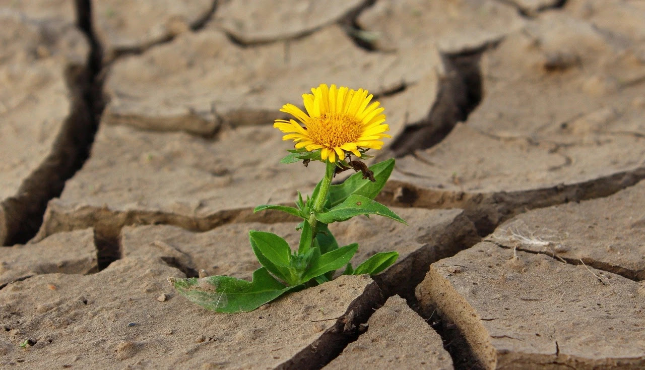 Chaleur Et Sécheresse : Comment Arroser Son Jardin, Son Potager Et ...