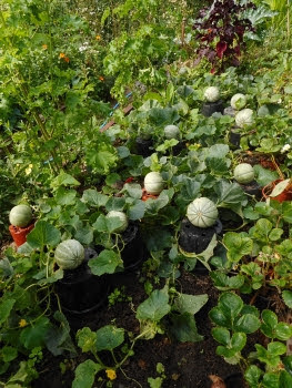 Melons raised up on pots ripening.