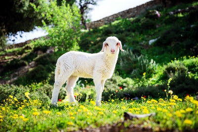 Lamb in flowers near
                  Jerusalem