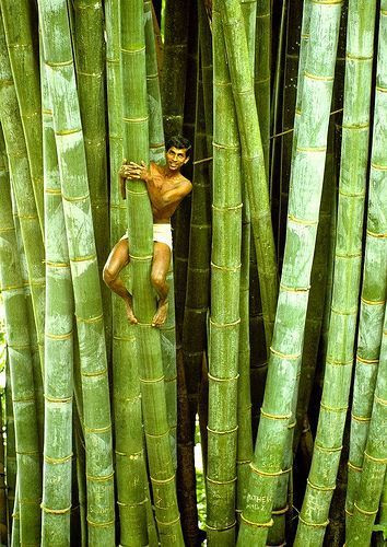 Bamboo-Trees.-Sri-Lanka