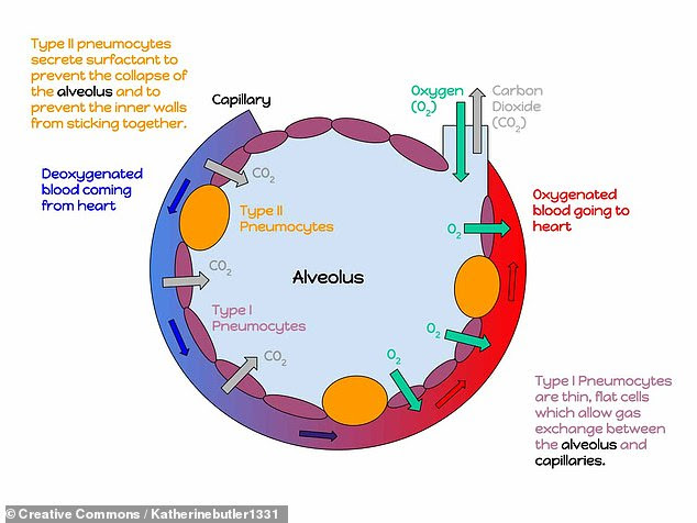 In the lungs, meanwhile, cells called type II pneumocytes — illustrated here in yellow — that line and support the air sacs of the lungs are similarly susceptible, the researchers discovered