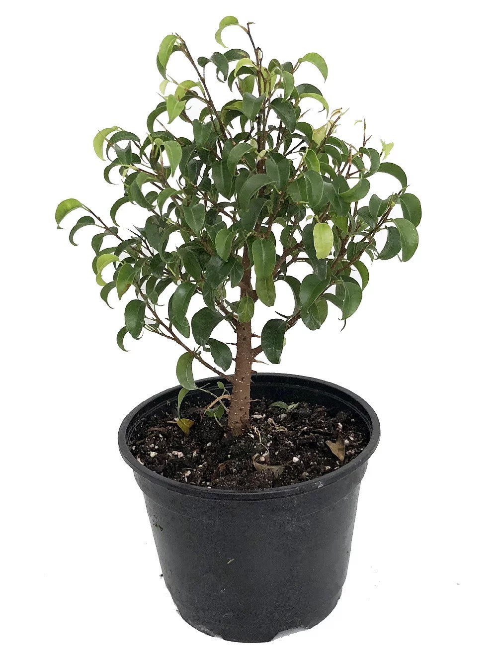 Too Little Weeping Fig Ficus benjamina 6" pot House Plant/Bonsai