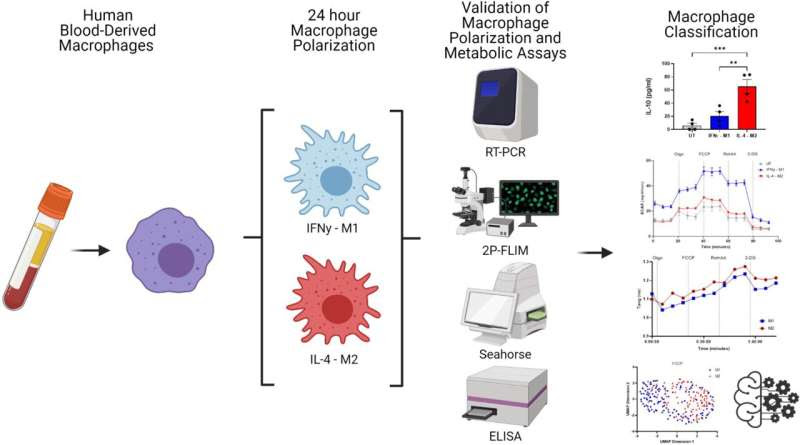 New machine-learning technique for classifying key immune cells has implications for a suite of diseases