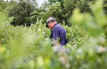 An older man stands among blueberry bushes in summer.
