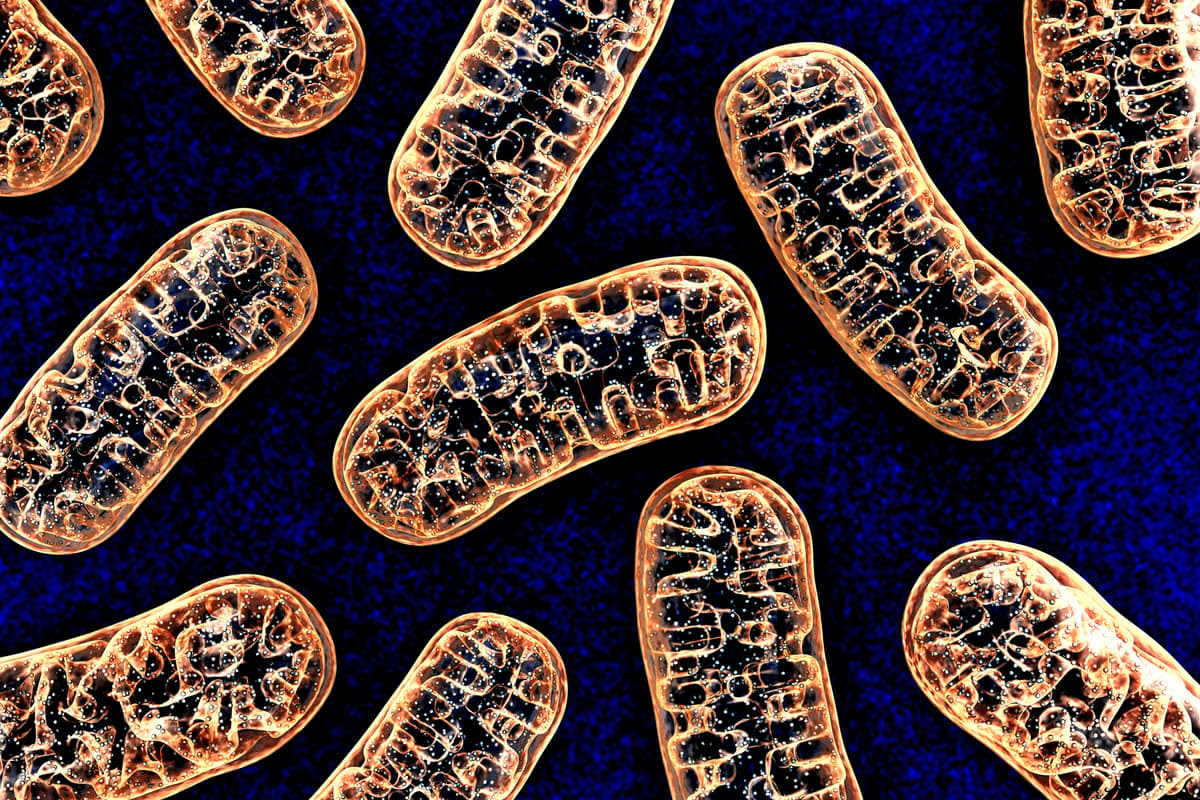 A study has found that SARS-CoV-2 damages the genes of mitochondria, the cell's powerhouses, in the lungs and other organs