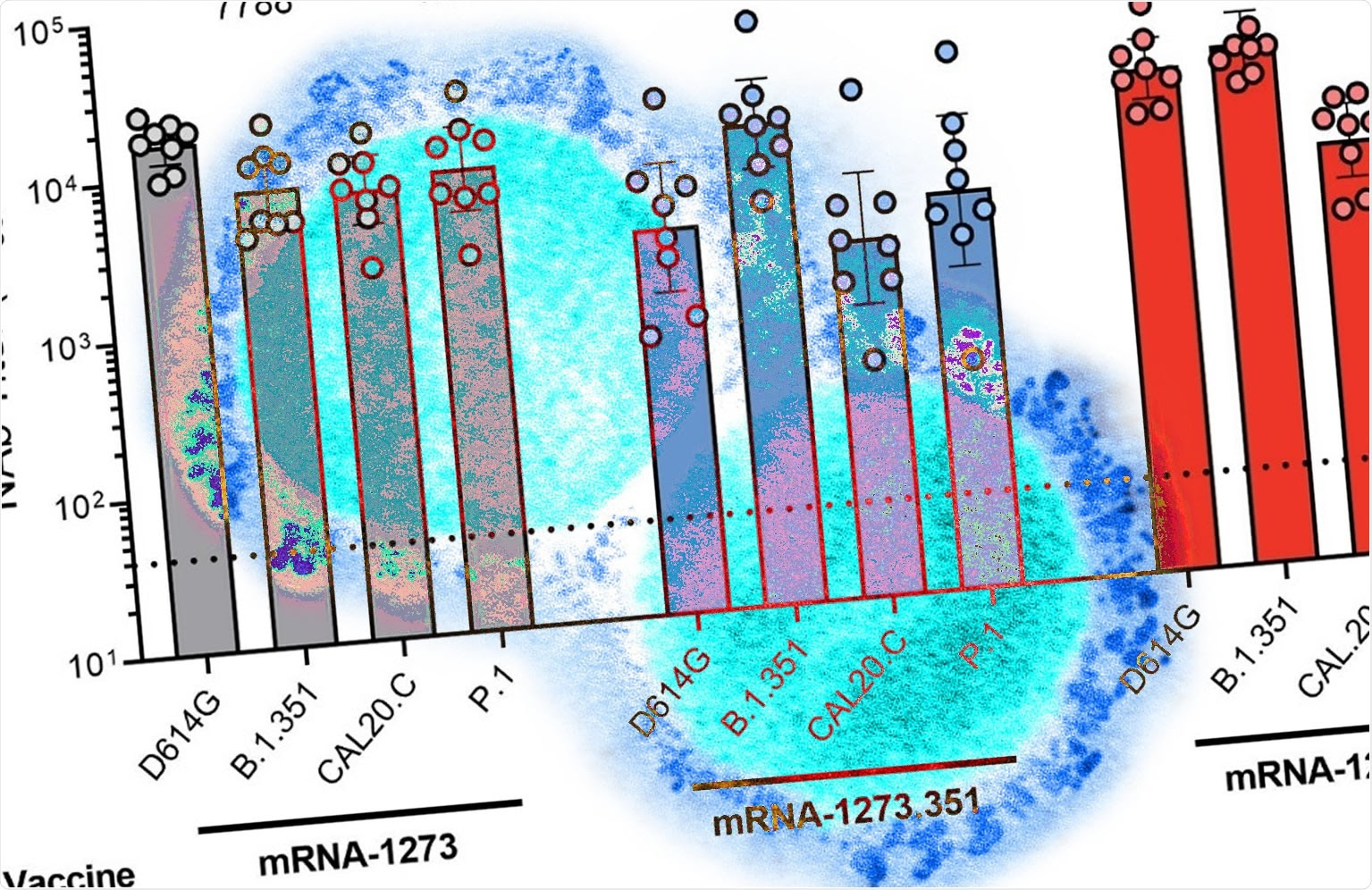 Study: Variant SARS-CoV-2 mRNA vaccines confer broad neutralization as primary or booster series in mice