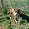 KUMA, BELLISSIMO E FIERO AMSTAFF 0