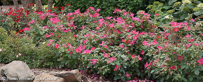PRUNING – IT’S WORTH YOUR TIME Home-Run-Rose-landscape_Proven-Winners-GS