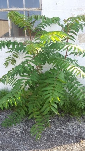 poison sumac sapling tree