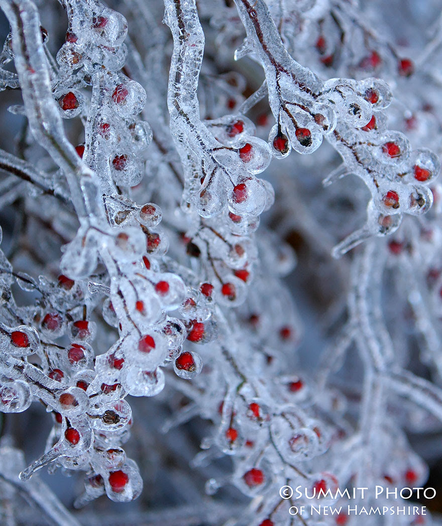https://urldefense.proofpoint.com/v2/url?u=http-3A__www.boredpanda.com_frozen-2Dberries_&d=AwMFaQ&c=r_B2dqKkHczsuXPCSs5DOw&r=o3WEvpw_2JgDlZW3L7ZFGWAO1mxQI5W2qBauHRhcTbI&m=vFB3lamaqzu1Leh3_-U8W8XpxmNKtSvA9_zgRCkWoNg&s=6ZbX5NQhug7NFBWHqIuz2yTR_xZb49woe2nUi9P8JLc&e=