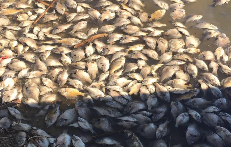 Hundreds of dead fish in water