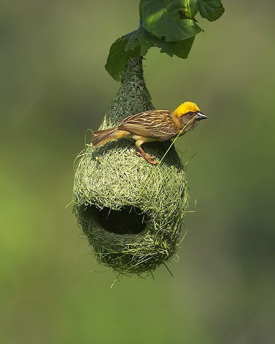 Male weaver