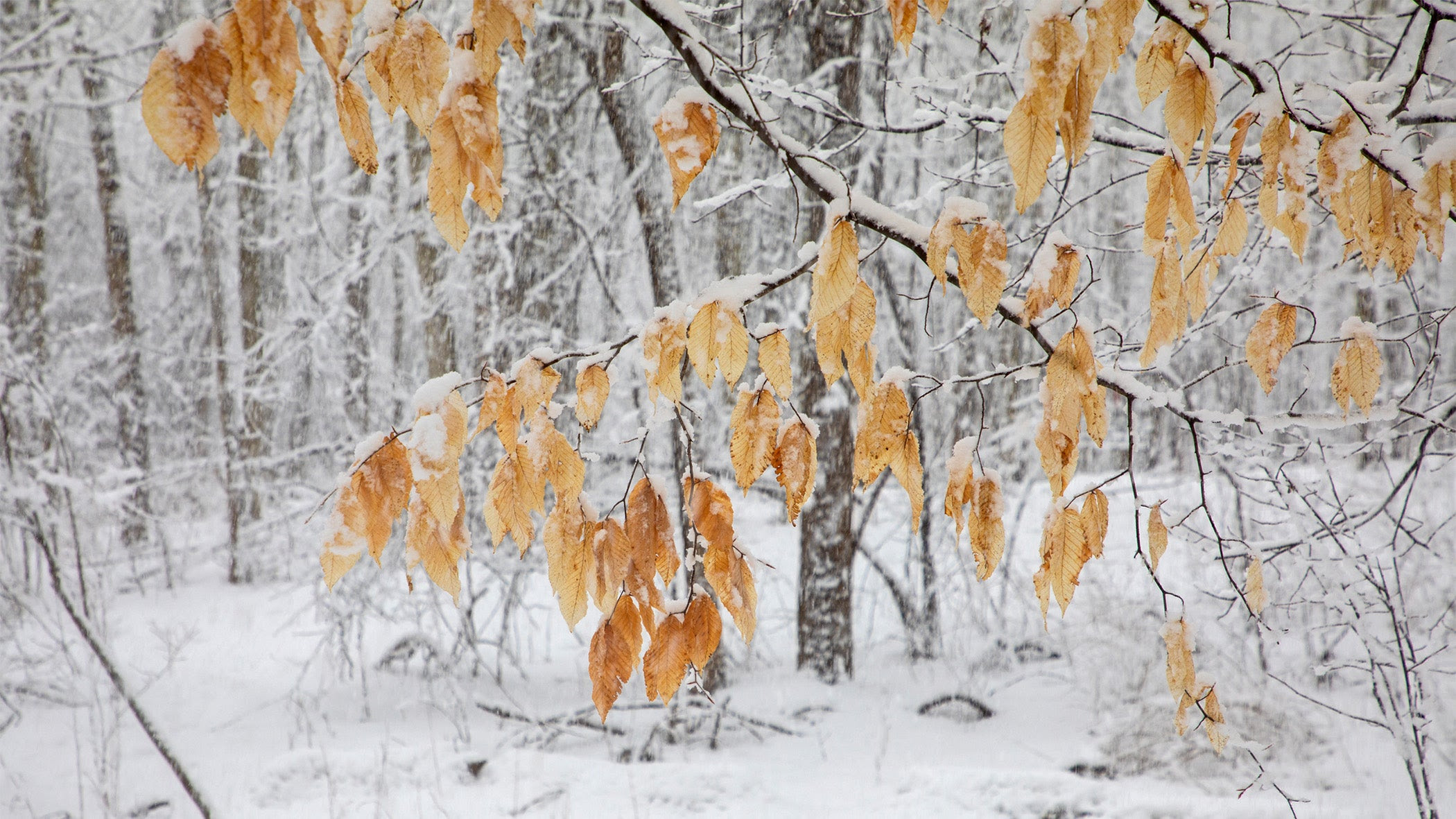 This stock photo shows fall leaves during a snowstorm.