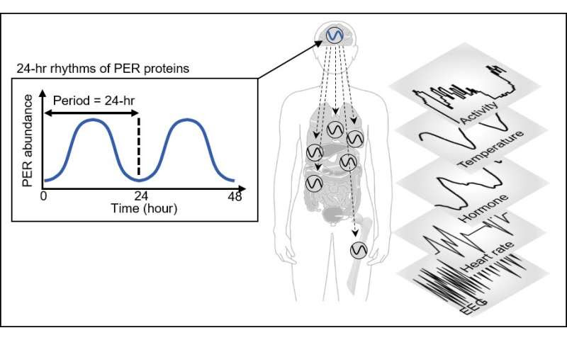 Cytoplasmic traffic jam disrupts sleep-wake cycles