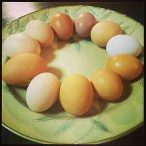 One days' worth of eggs from TCA hens = the number of eggs laid per year by their wild ancestor.