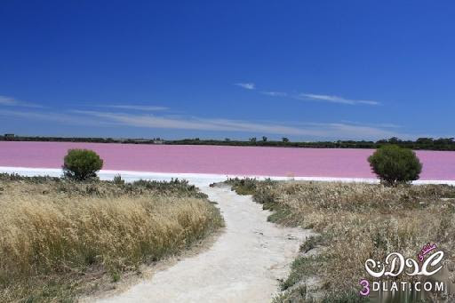 البحيرة الوردية في استراليا سبحان الخالق 3dlat.com_13980247773