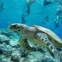 snorkeling di gili air lombok