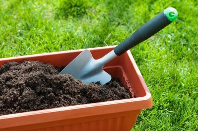 How To Grow Carrots