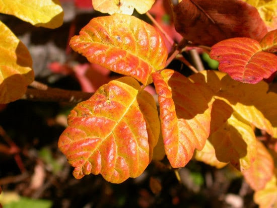 poison oak orange leaves fall