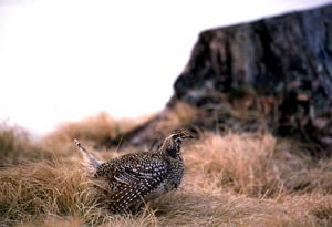 A male sharp-tailed grouse is shown.