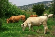 Cows in the Emek Yizrael valley. April 30, 2012.