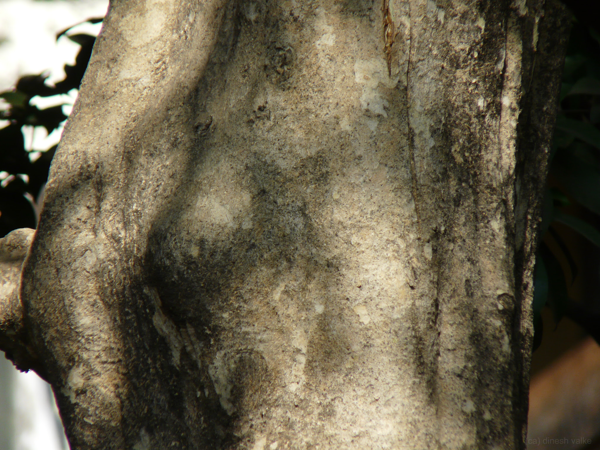 Anogeissus latifolia (Roxb. ex DC.) Wall. ex Guill. & Perr.