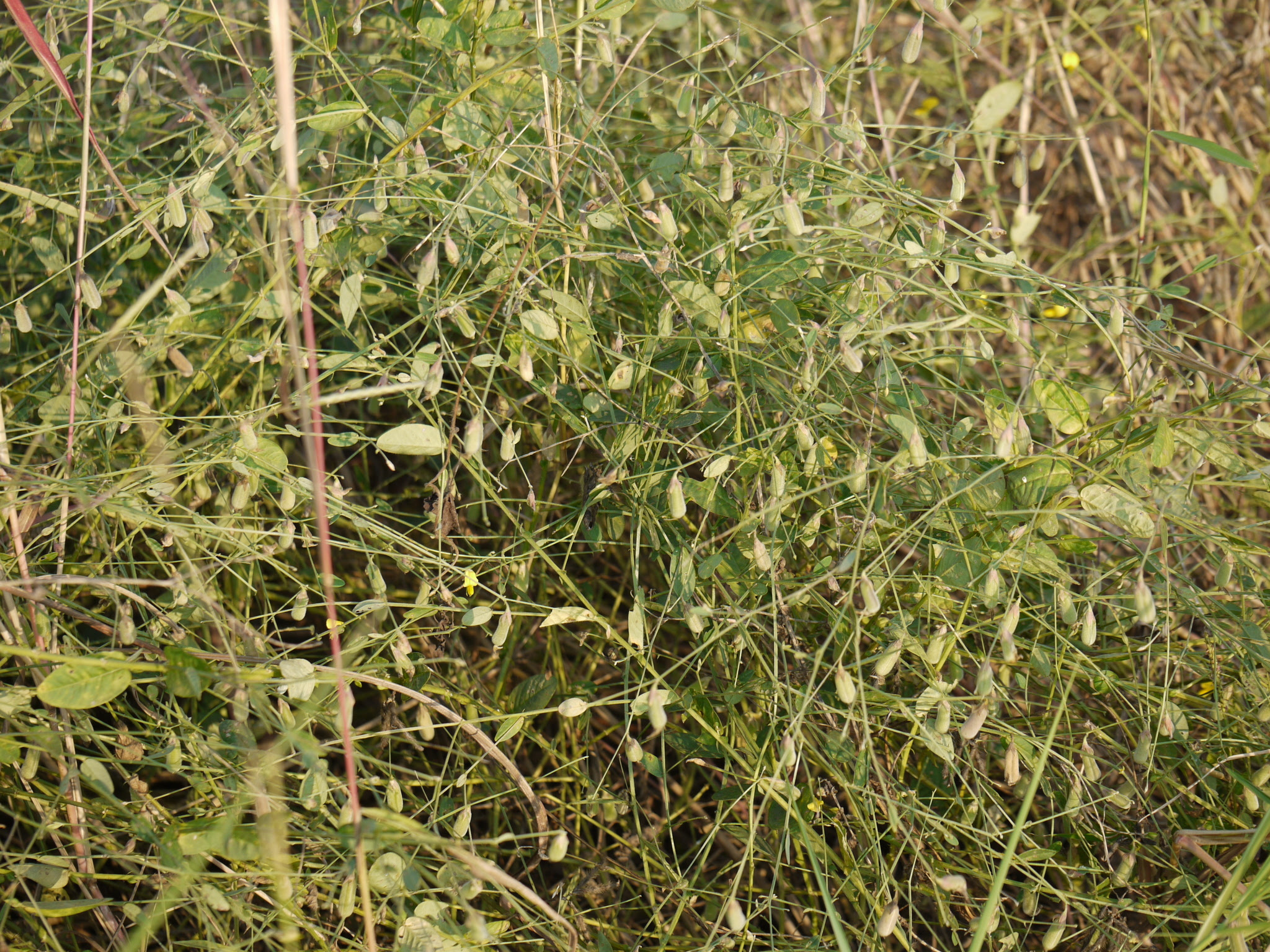 Crotalaria montana Roxb. ex Roth
