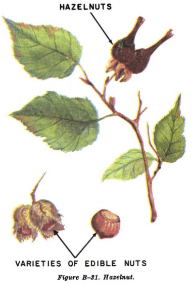 hazelnut tree illustration edible plants
