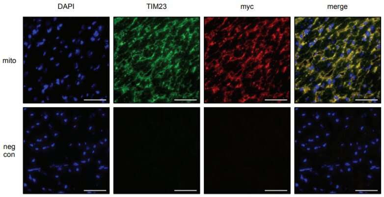 'Immortality protein' fires up the cell's power plants