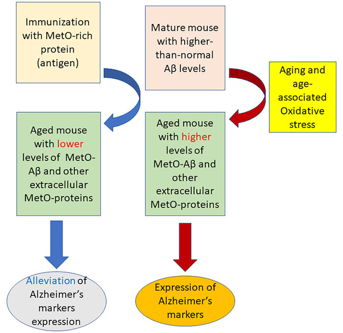 Mice and methionine sulfoxide.