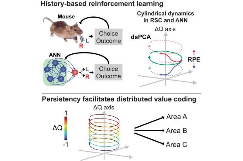 Neurobiologists reveal how value decisions are coded into our brains