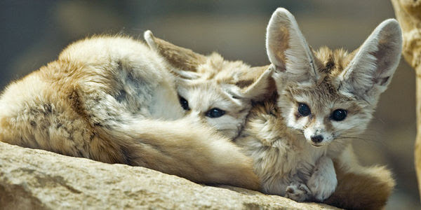 Two tiny Fennec Foxes lay cuddled together in the desert.