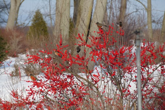 Ilex verticilata 'Berry Poppins' in winter