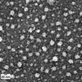 Neoantigen-Presenting Nanoparticles