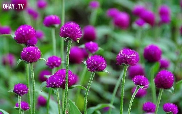 Hoa Bách Nhật: Chung thủy.,ngôn ngữ các loài hoa,hoa đẹp,hoa ngữ