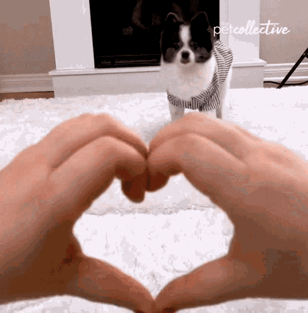 Dog Doggo GIF - Dog Doggo Adorable GIFs