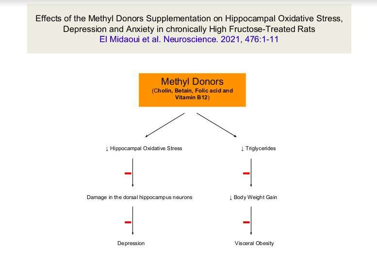 Study unveils the effects of methyl donors on hippocampal oxidative stress, depression and anxiety