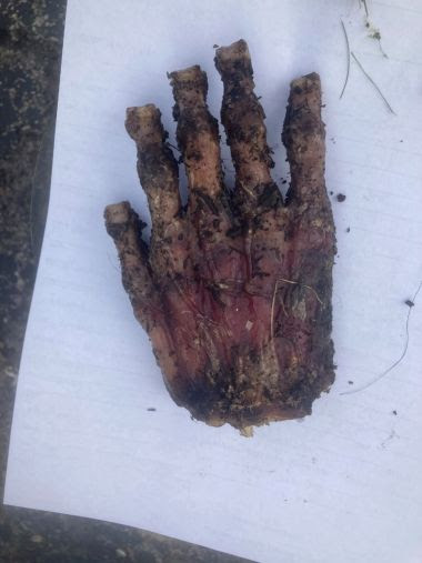 hairless, decaying bear paw that looks like a human hand