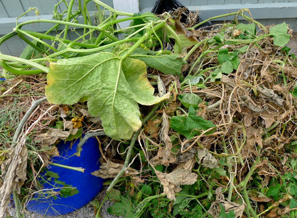 compost in place